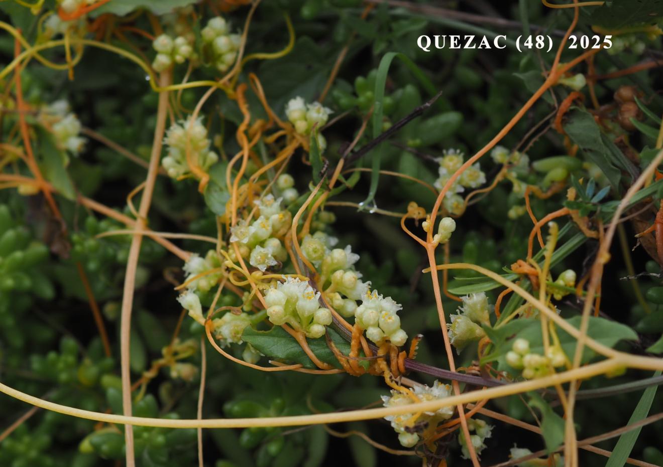 Dodder
